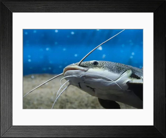 Framed Print : Red tailed flathead catfish in closeup in an aquarium Framed Print : Red tailed flathead catfish in closeup in an aquarium