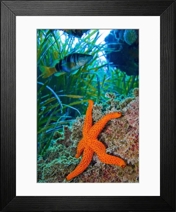 Framed Print : Red Starfish, Echinaster sepositus, Cabo Cope-Puntas del Calnegre Natural Park, Mediterranean Sea, Murcia, Spain, Europe