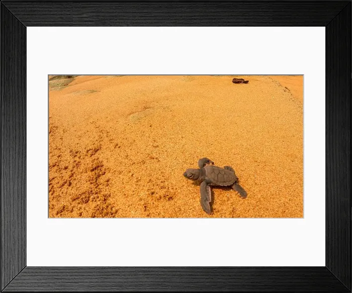 Framed Print : A closeup of a turtle swimming in the sea in Sao Tome, Africa Framed Print : A closeup of a turtle swimming in the sea in Sao Tome, Africa