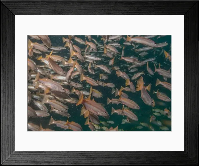 Framed Print : Fish swim in the Sea of the Philippines Framed Print : Fish swim in the Sea of the Philippines