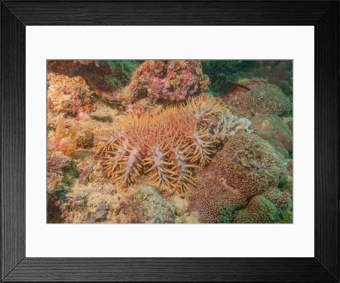 Framed Print : Coral reef and water plants in the Sea of the Philippines Framed Print : Coral reef and water plants in the Sea of the Philippines