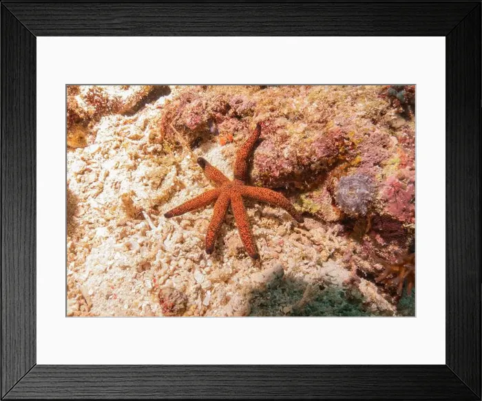 Framed Print : Starfish On the Seabed in the Sea of the Philippines Framed Print : Starfish On the Seabed in the Sea of the Philippines