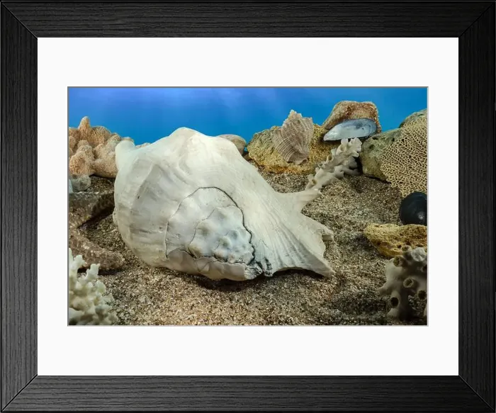 Framed Print : White Lambis truncata sea shell underwater. Shell on the seabed Framed Print : White Lambis truncata sea shell underwater. Shell on the seabed