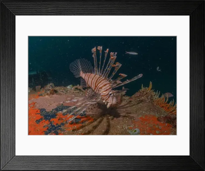 Framed Print : Lionfish in the Red Sea colorful fish, Eilat Israel Framed Print : Lionfish in the Red Sea colorful fish, Eilat Israel