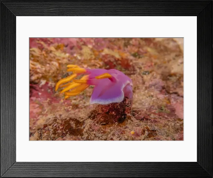 Framed Print : Sea slug in the Sea of the Philippines Framed Print : Sea slug in the Sea of the Philippines