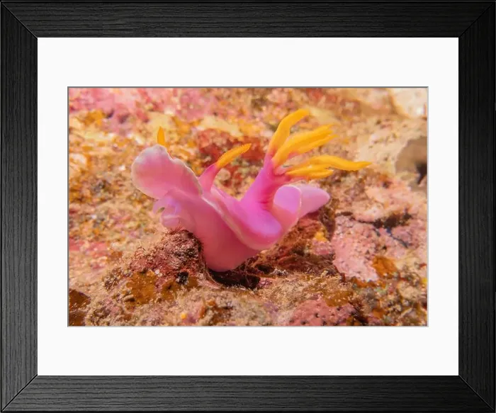 Framed Print : Sea slug in the Sea of the Philippines Framed Print : Sea slug in the Sea of the Philippines