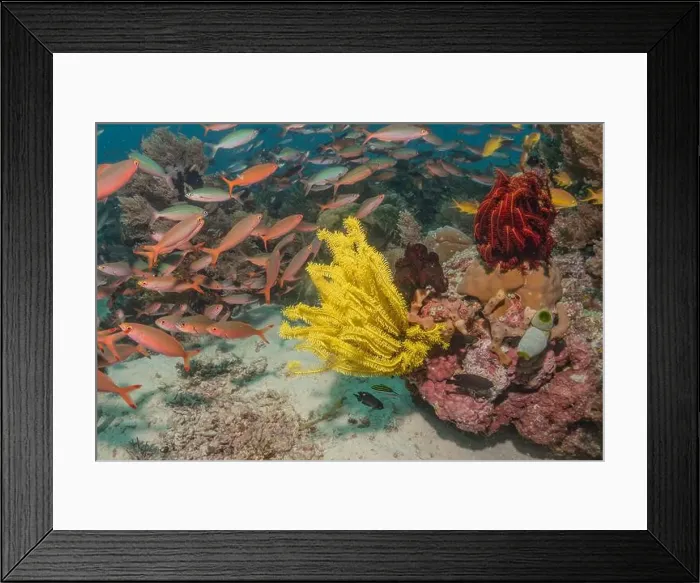 Framed Print : Coral reef and water plants in the Sea of the Philippines Framed Print : Coral reef and water plants in the Sea of the Philippines