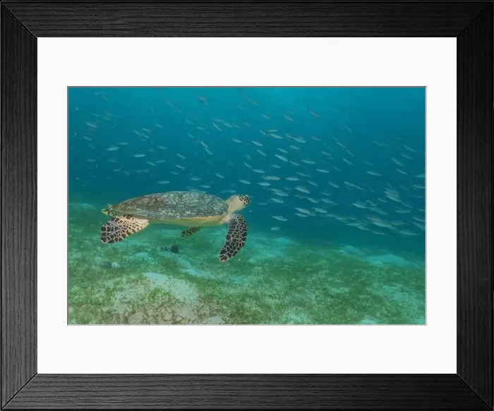 Framed Print : Hawksbill sea turtle in the Sea of the Philippines Framed Print : Hawksbill sea turtle in the Sea of the Philippines