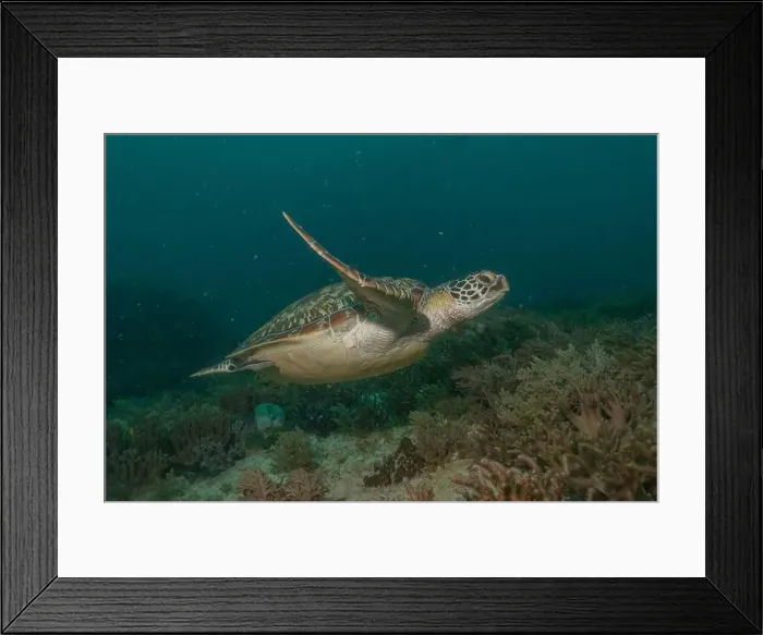 Framed Print : Hawksbill sea turtle in the Sea of the Philippines Framed Print : Hawksbill sea turtle in the Sea of the Philippines