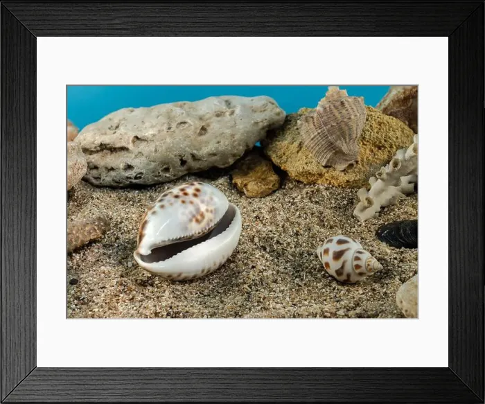 Framed Print : Tiger Cowrie sea shell underwater. Shell on the seabed Framed Print : Tiger Cowrie sea shell underwater. Shell on the seabed