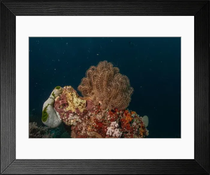Framed Print : Coral reef and water plants in the Sea of the Philippines Framed Print : Coral reef and water plants in the Sea of the Philippines