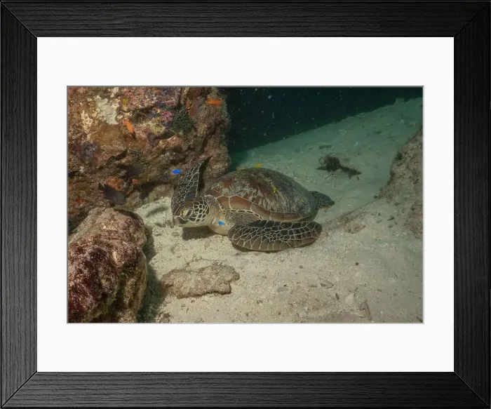 Framed Print : Hawksbill sea turtle in the Sea of the Philippines Framed Print : Hawksbill sea turtle in the Sea of the Philippines