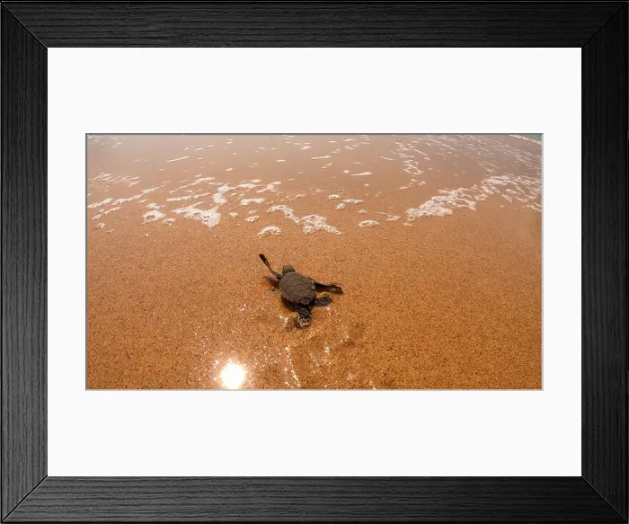Framed Print : A closeup of a turtle swimming in the sea in Sao Tome, Africa Framed Print : A closeup of a turtle swimming in the sea in Sao Tome, Africa