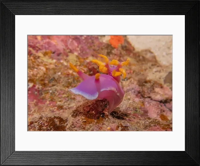 Framed Print : Sea slug in the Sea of the Philippines Framed Print : Sea slug in the Sea of the Philippines