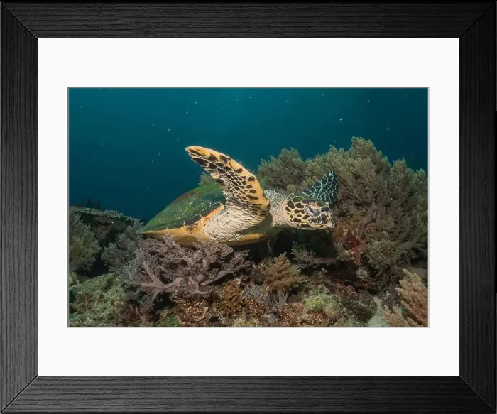 Framed Print : Hawksbill sea turtle in the Sea of the Philippines Framed Print : Hawksbill sea turtle in the Sea of the Philippines