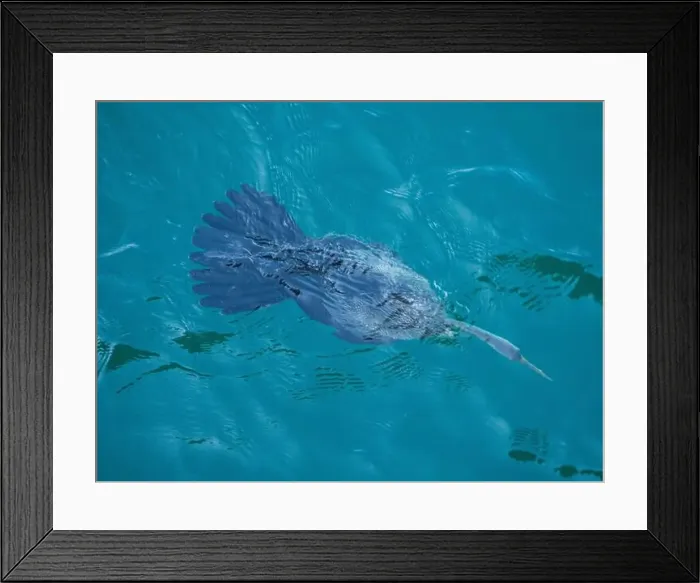 Framed Print : Australasian Darter bird underwater diving through the blue Harbour sea water looking for food, from above Framed Print : Australasian Darter bird underwater diving through the blue Harbour sea water looking for food, from above