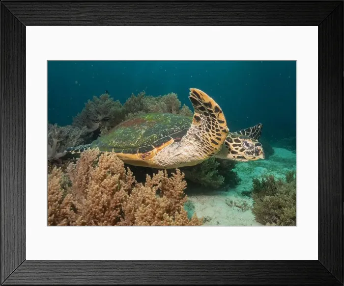 Framed Print : Hawksbill sea turtle in the Sea of the Philippines