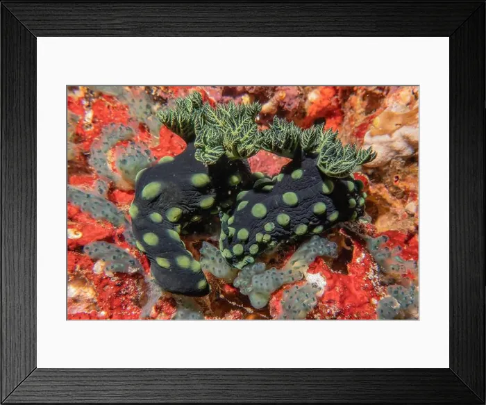 Framed Print : Sea slug in the Sea of the Philippines Framed Print : Sea slug in the Sea of the Philippines
