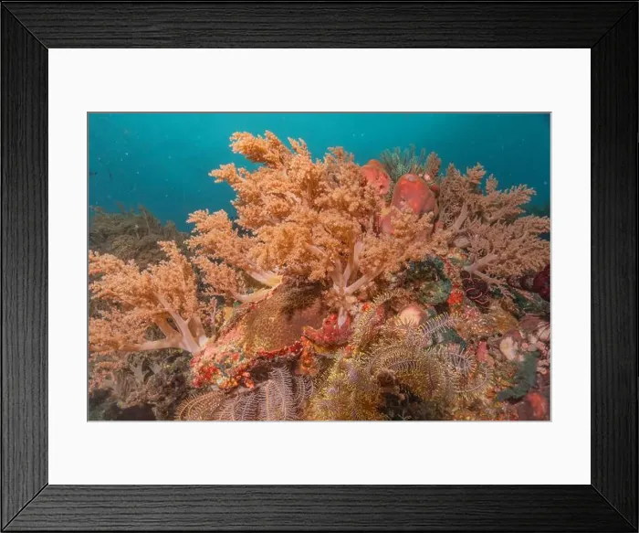 Framed Print : Coral reef and water plants in the Sea of the Philippines Framed Print : Coral reef and water plants in the Sea of the Philippines