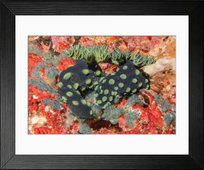 Framed Print : Sea slug in the Sea of the Philippines Framed Print : Sea slug in the Sea of the Philippines