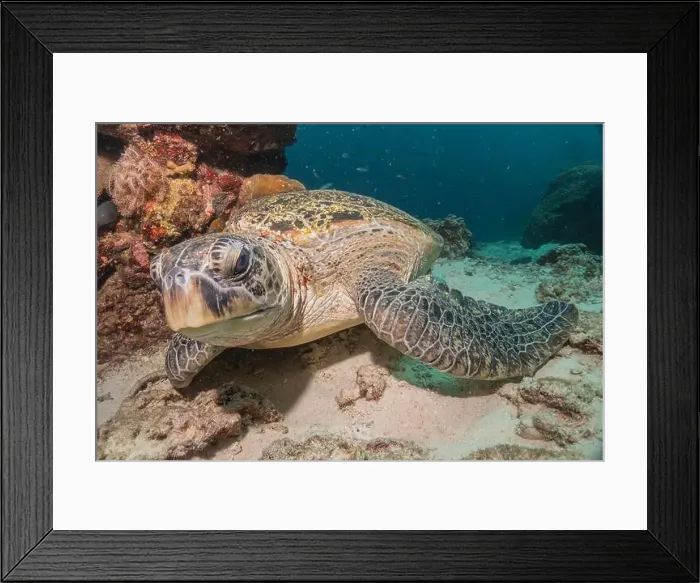 Framed Print : Hawksbill sea turtle in the Sea of the Philippines Framed Print : Hawksbill sea turtle in the Sea of the Philippines