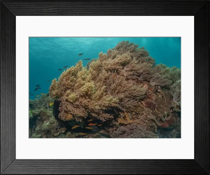 Framed Print : Coral reef and water plants in the Sea of the Philippines Framed Print : Coral reef and water plants in the Sea of the Philippines