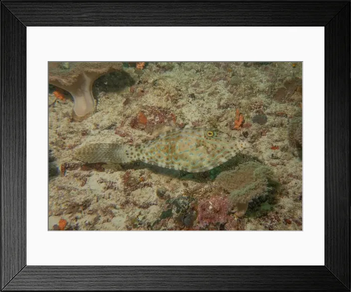Framed Print : Fish swim in the Sea of the Philippines Framed Print : Fish swim in the Sea of the Philippines