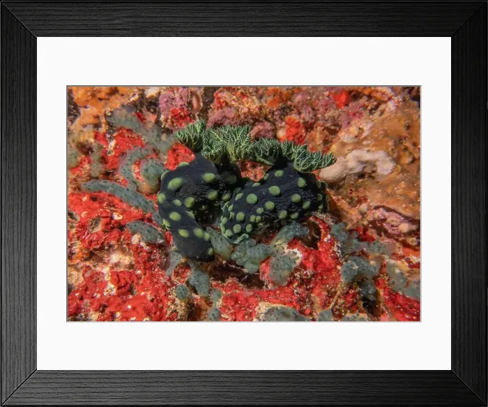 Framed Print : Sea slug in the Sea of the Philippines Framed Print : Sea slug in the Sea of the Philippines