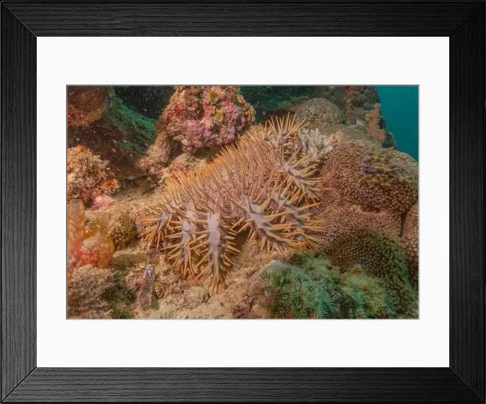 Framed Print : Coral reef and water plants in the Sea of the Philippines Framed Print : Coral reef and water plants in the Sea of the Philippines