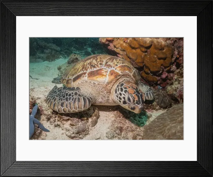 Framed Print : Hawksbill sea turtle in the Sea of the Philippines Framed Print : Hawksbill sea turtle in the Sea of the Philippines