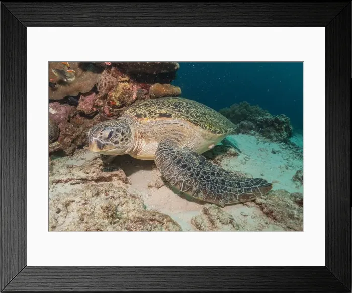 Framed Print : Hawksbill sea turtle in the Sea of the Philippines Framed Print : Hawksbill sea turtle in the Sea of the Philippines