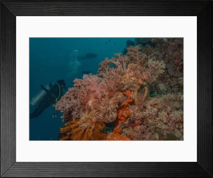 Framed Print : Coral reef and water plants in the Sea of the Philippines Framed Print : Coral reef and water plants in the Sea of the Philippines