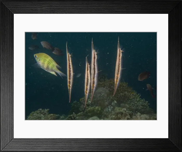 Framed Print : Fish swim in the Sea of the Philippines Framed Print : Fish swim in the Sea of the Philippines