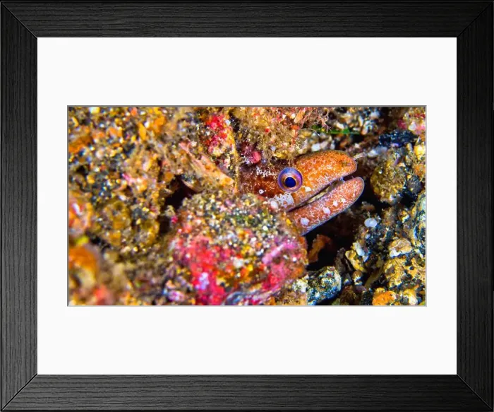 Framed Print : Moray Eel, Mud Moray, Gymnotjhorax sp. Reef Building Corals, Coral Reef, Lembeh, North Sulawesi, Indonesia, Asia Framed Print : Moray Eel, Mud Moray, Gymnotjhorax sp. Reef Building Corals, Coral Reef, Lembeh, North Sulawesi, Indonesia, Asia