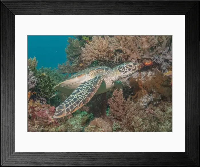 Framed Print : Hawksbill sea turtle in the Sea of the Philippines Framed Print : Hawksbill sea turtle in the Sea of the Philippines