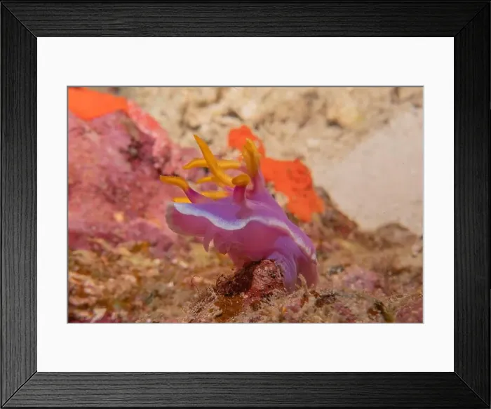 Framed Print : Sea slug in the Sea of the Philippines Framed Print : Sea slug in the Sea of the Philippines
