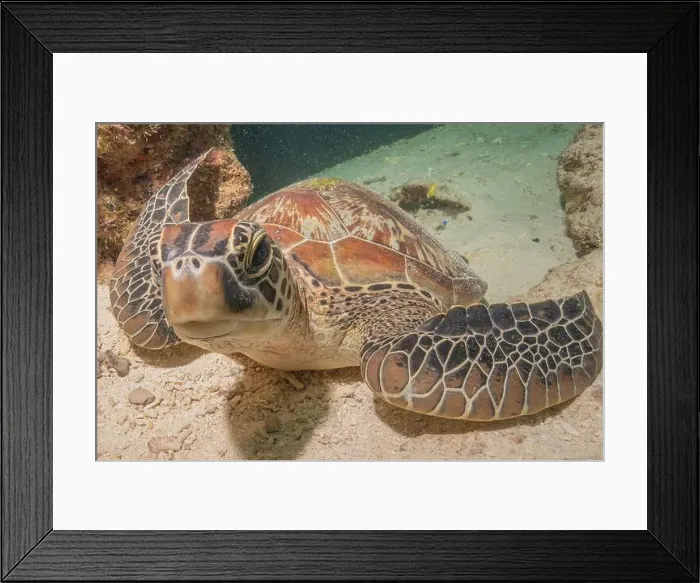 Framed Print : Hawksbill sea turtle in the Sea of the Philippines