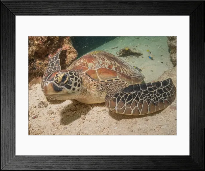 Framed Print : Hawksbill sea turtle in the Sea of the Philippines Framed Print : Hawksbill sea turtle in the Sea of the Philippines