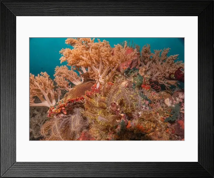 Framed Print : Coral reef and water plants in the Sea of the Philippines Framed Print : Coral reef and water plants in the Sea of the Philippines