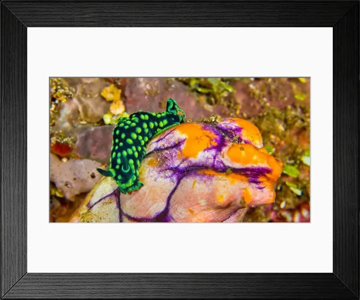 Framed Print : Crested Nembrotha Sea Slug, Nembrotha cristata Framed Print : Crested Nembrotha Sea Slug, Nembrotha cristata