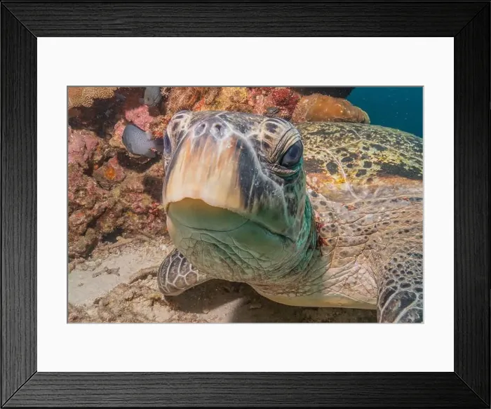 Framed Print : Hawksbill sea turtle in the Sea of the Philippines Framed Print : Hawksbill sea turtle in the Sea of the Philippines