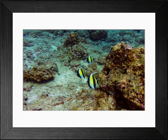 Framed Print : Moorish Idol (Zanclus cornutus) in the coral reef of Maldives island Framed Print : Moorish Idol (Zanclus cornutus) in the coral reef of Maldives island