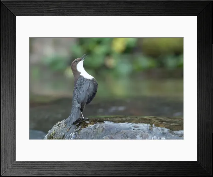Framed Print : Dipper male in a mountain river before the sun rises in the mating season waiting for the female Framed Print : Dipper male in a mountain river before the sun rises in the mating season waiting for the female