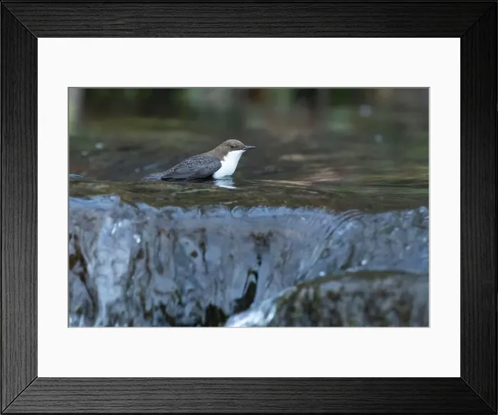 Framed Print : Dipper male in a mountain river before the sun rises in the mating season waiting for the female Framed Print : Dipper male in a mountain river before the sun rises in the mating season waiting for the female