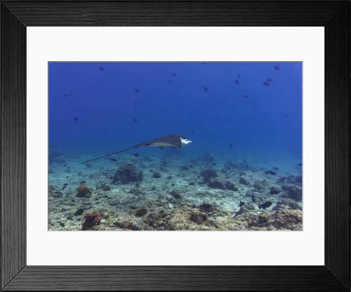 Framed Print : Spotted eagle ray in the coral reef of Maldives island Framed Print : Spotted eagle ray in the coral reef of Maldives island