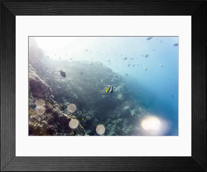 Framed Print : Moorish Idol (Zanclus cornutus) in the coral reef of Maldives island Framed Print : Moorish Idol (Zanclus cornutus) in the coral reef of Maldives island