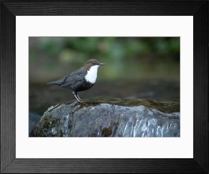 Framed Print : Dipper male in a mountain river before the sun rises in the mating season waiting for the female Framed Print : Dipper male in a mountain river before the sun rises in the mating season waiting for the female