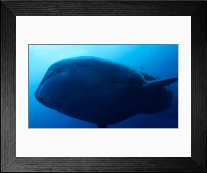 Framed Print : Whale Shark, Rhincodon typus, Darwin and Wolf Islands Framed Print : Whale Shark, Rhincodon typus, Darwin and Wolf Islands