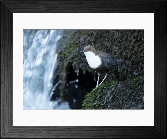 Framed Print : Dipper male in a mountain river before the sun rises in the mating season waiting for the female Framed Print : Dipper male in a mountain river before the sun rises in the mating season waiting for the female