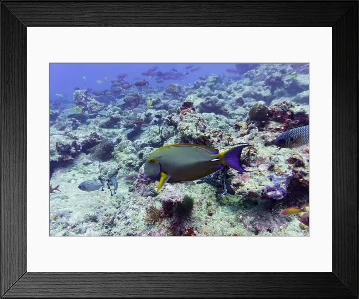 Framed Print : Yellowfin surgeon fish in the coral reef of Maldives island Framed Print : Yellowfin surgeon fish in the coral reef of Maldives island